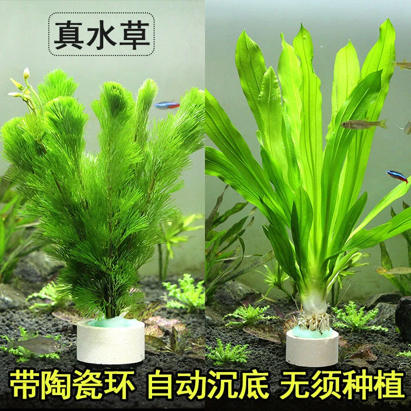 绿菊鱼缸活体水草净水后景草水族箱淡水沉底懒人养殖鲜活造景植物