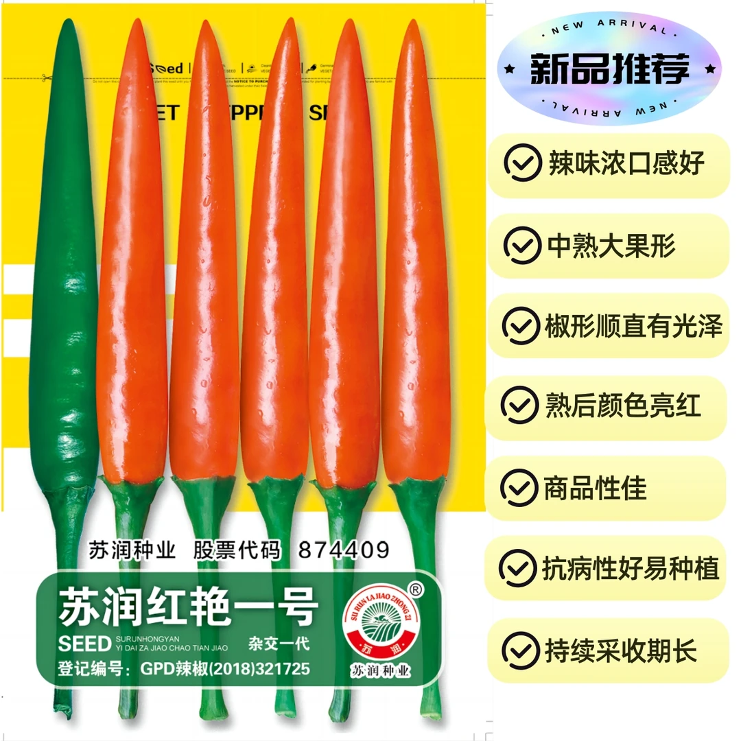 苏润红艳一号朝天椒 大果形辣味浓口感好硬度好 椒形顺直颜色亮红