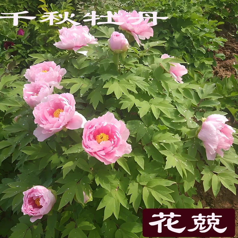 【花兢牡丹】粉色牡丹花洛阳基地带盆发货