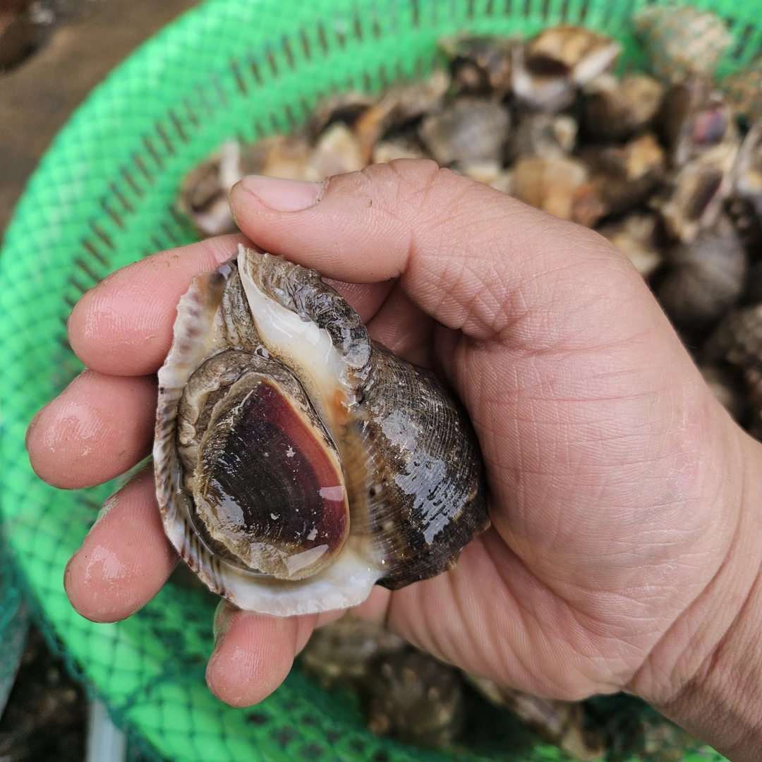 烟台发货新鲜海螺3斤（1斤称4-5个左右）