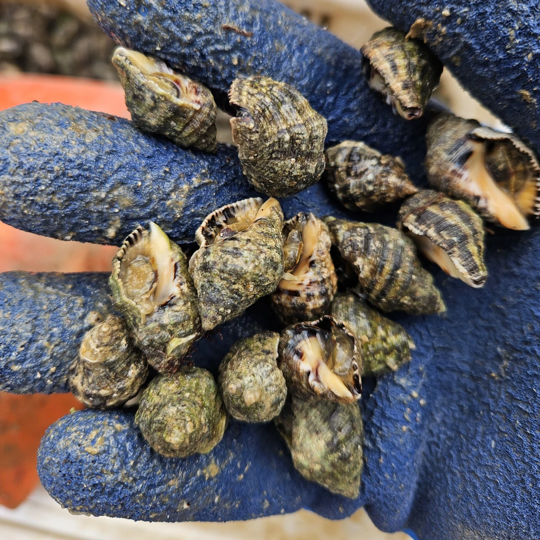 烟台发货 辣螺野生海鲜保鲜不保活顺丰包邮