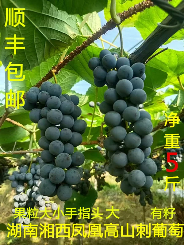 现摘湖南高山刺葡萄黑珍珠葡萄孕妇葡萄可酿酒葡萄