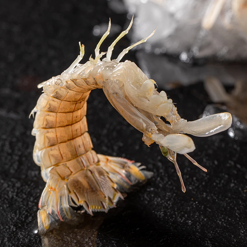 【本地皮皮虾】上街弟推荐肉质鲜甜福州发货多规格【保鲜不保活】