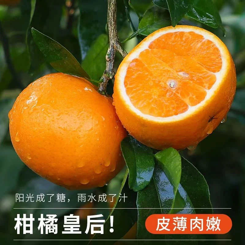 【到手10斤】广西武鸣沃柑新鲜采摘当季水果柑橘皮薄多汁甜蜜爽口