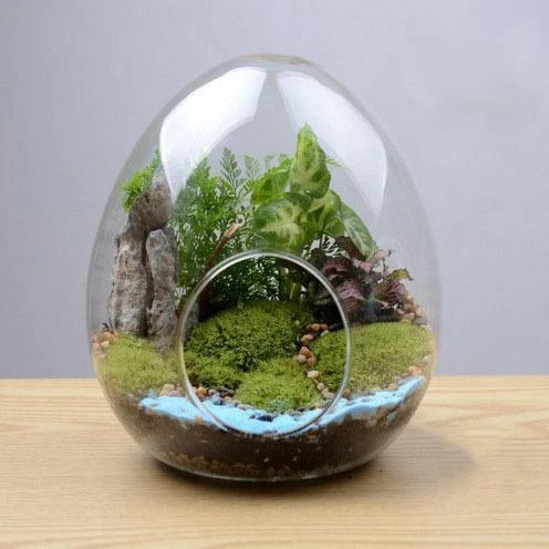 创意蛋形玻璃瓶 多肉植物玻璃花瓶 微景观苔藓瓶 diy造景瓶