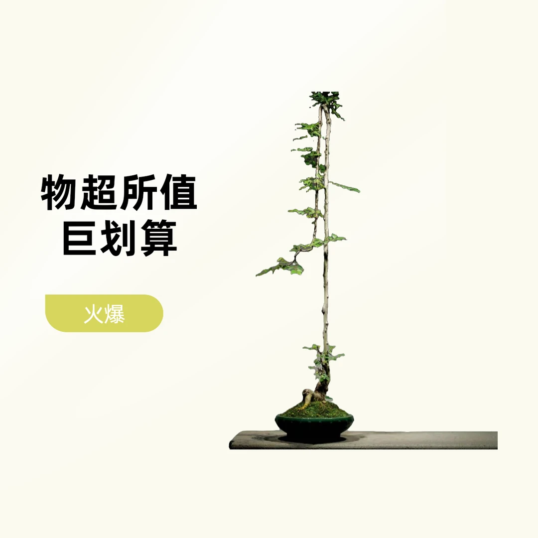 雀梅老桩三角梅白蜡榆树朴树山桔