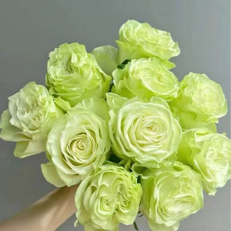 【独鬏鬏优选】A级鲜花 [小乔] 单头玫瑰 瓶插装饰基地鲜活采摘配送