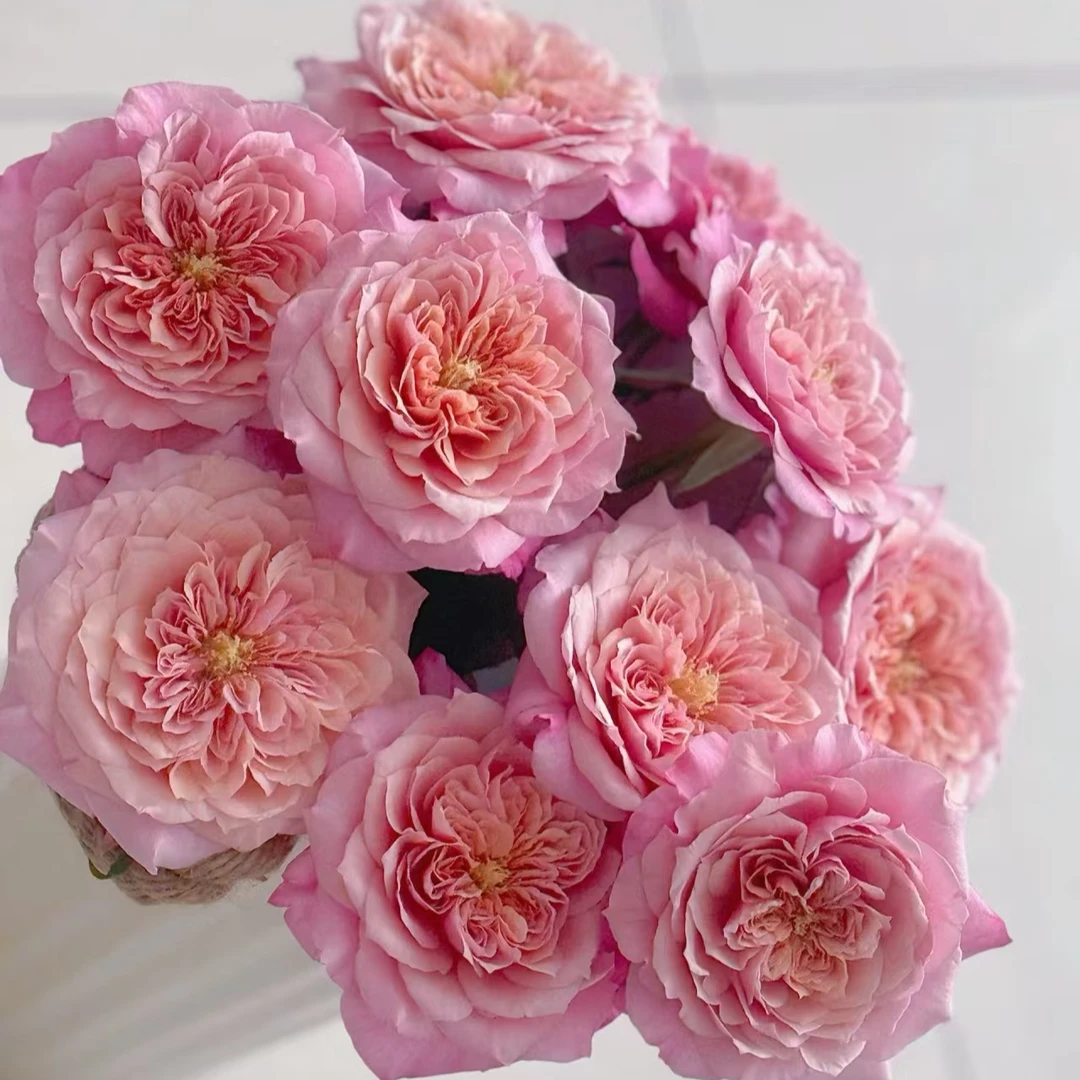 【独鬏鬏优选】A级鲜花 [雅致皇后] 单头玫瑰家居瓶插装饰 鲜活采摘