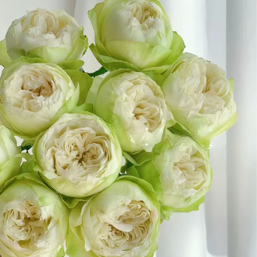 【独鬏鬏优选】云南鲜花 [夏雨荷] 稀有定制款玫瑰 顺丰配送