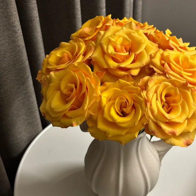 【独鬏鬏优选】A级鲜花 [辉煌] 单头玫瑰  现摘鲜活 顺丰冷链配送