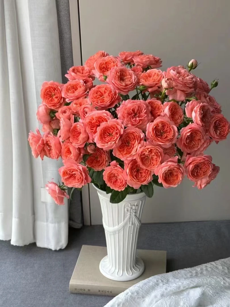 【独鬏鬏优选】A级鲜花 [杏色果汁] 多头玫瑰 花头干净高级基地现摘