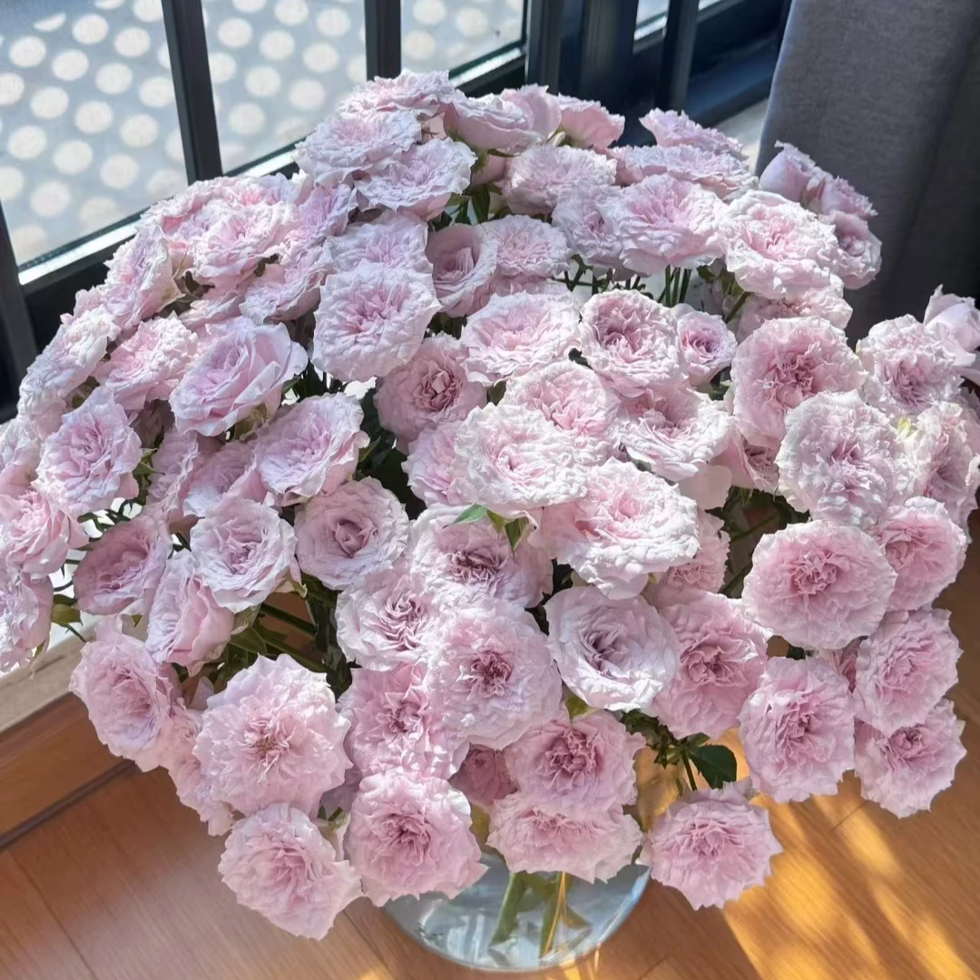 【独鬏鬏】A级鲜花 [仙女罗拉] 稀有多头玫瑰 浪漫氛围 顺丰配送