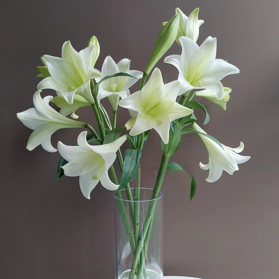 【独鬏鬏优选】A级 [白铁炮] 百合 新鲜直采瓶插鲜切花 干净鲜活