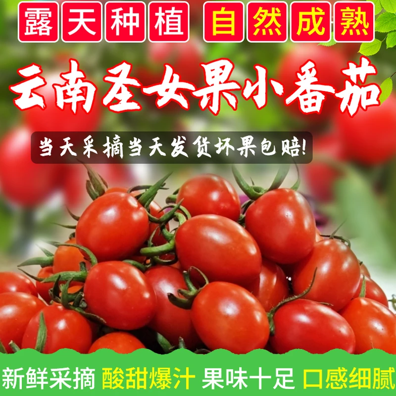 圣女果小番茄云南元谋产地直发现摘现发酸甜多汁新鲜水果包邮