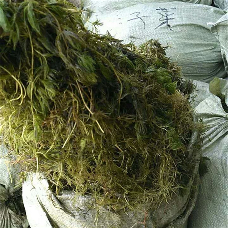 基地出售 沉水植物微齿眼子菜黄丝草水生态修复河道治理水产养殖