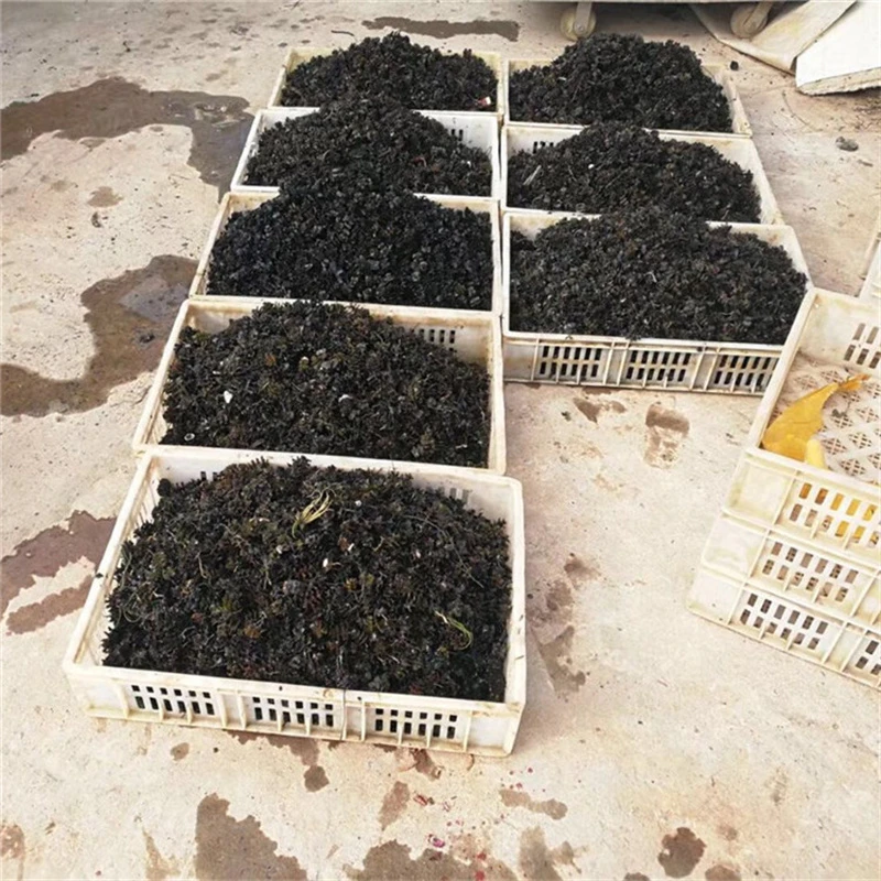 基地出售菹草菹草芽孢虾草麦黄草鱼塘养殖水生态修复承包种植养护