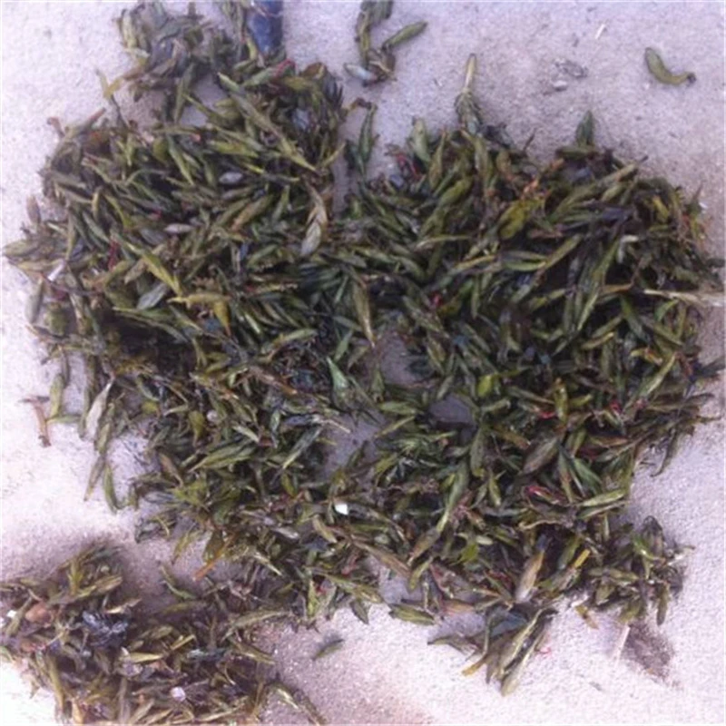 基地直供轮叶黑藻灯笼草轮叶黑藻芽孢鱼塘养殖河道治理承包种植