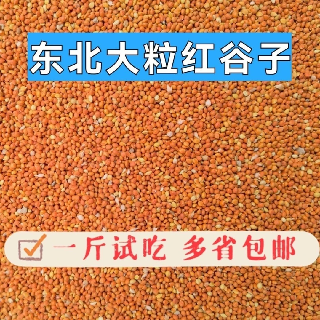 2025新东北大粒红谷子鸟粮鸟食带壳饲料鹦鹉玉鸟丝雀文鸟珍珠等
