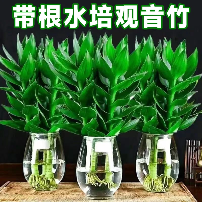 水培观音竹带根水养富贵竹四季好养常青绿植物新鲜美观净化空气