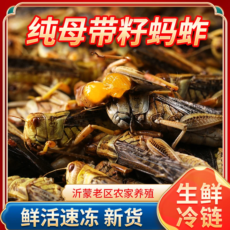 当季带籽母蚂蚱新鲜母蝗虫冷冻蚱蜢纯母去翅东亚飞蝗虫可油炸烧烤