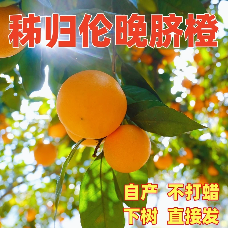 正宗秭归伦晚脐橙当季现摘现发春橙5/9斤大果整箱包邮