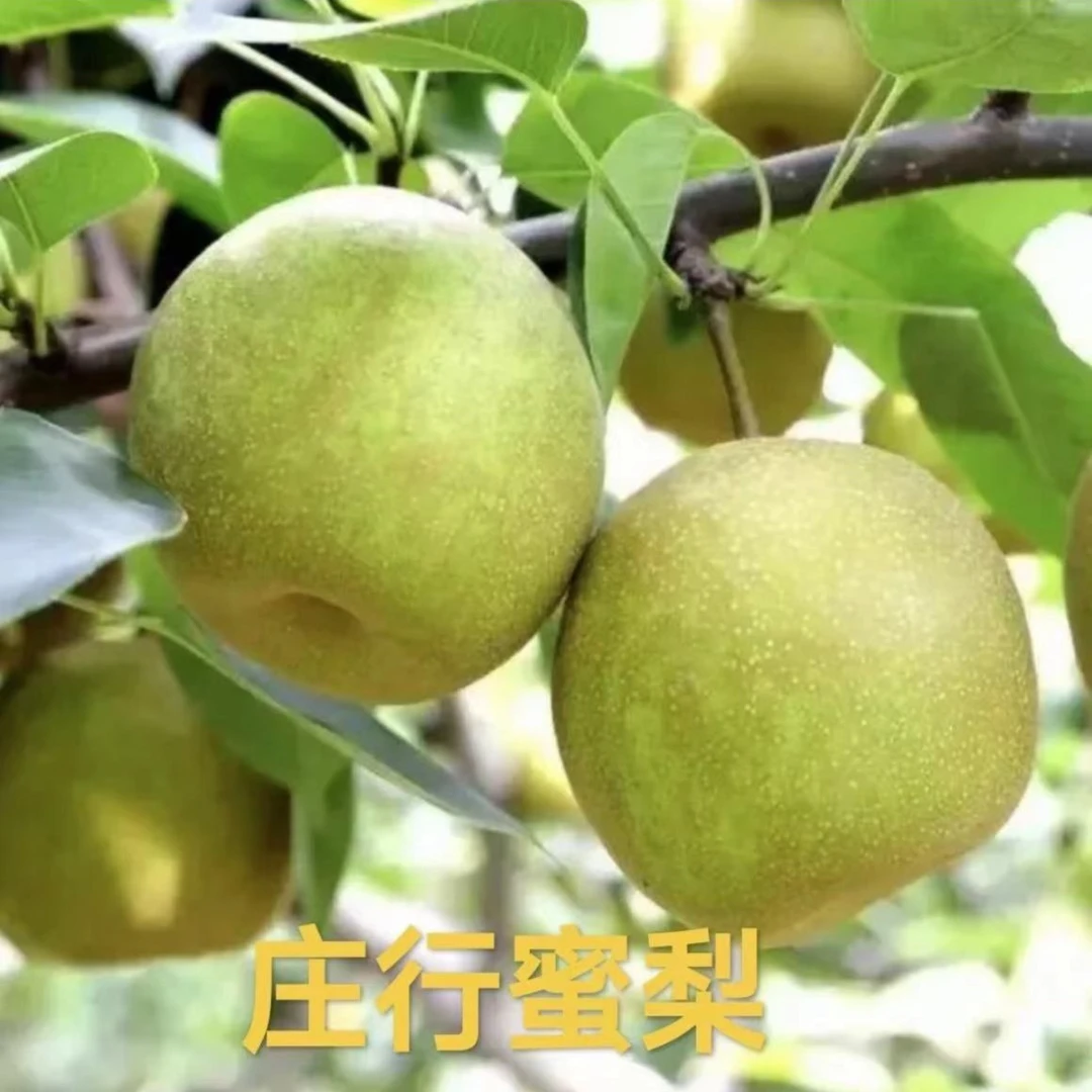 上海奉贤庄行蜜梨翠冠梨4两/5两脆甜汁多化渣现采顺丰同城包邮到家