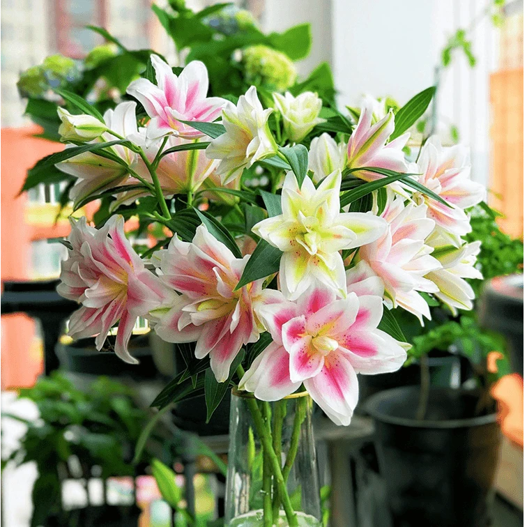 五个香水百合种球花大株盆栽花带芽发货盆栽鲜花庭院阳台四季好养