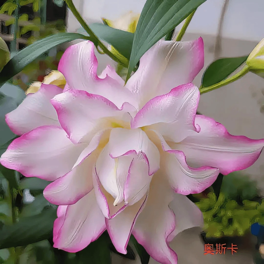 花季恋香水百合重瓣维多利亚奥斯卡盆栽地栽阳台庭院抗寒耐冻粉色