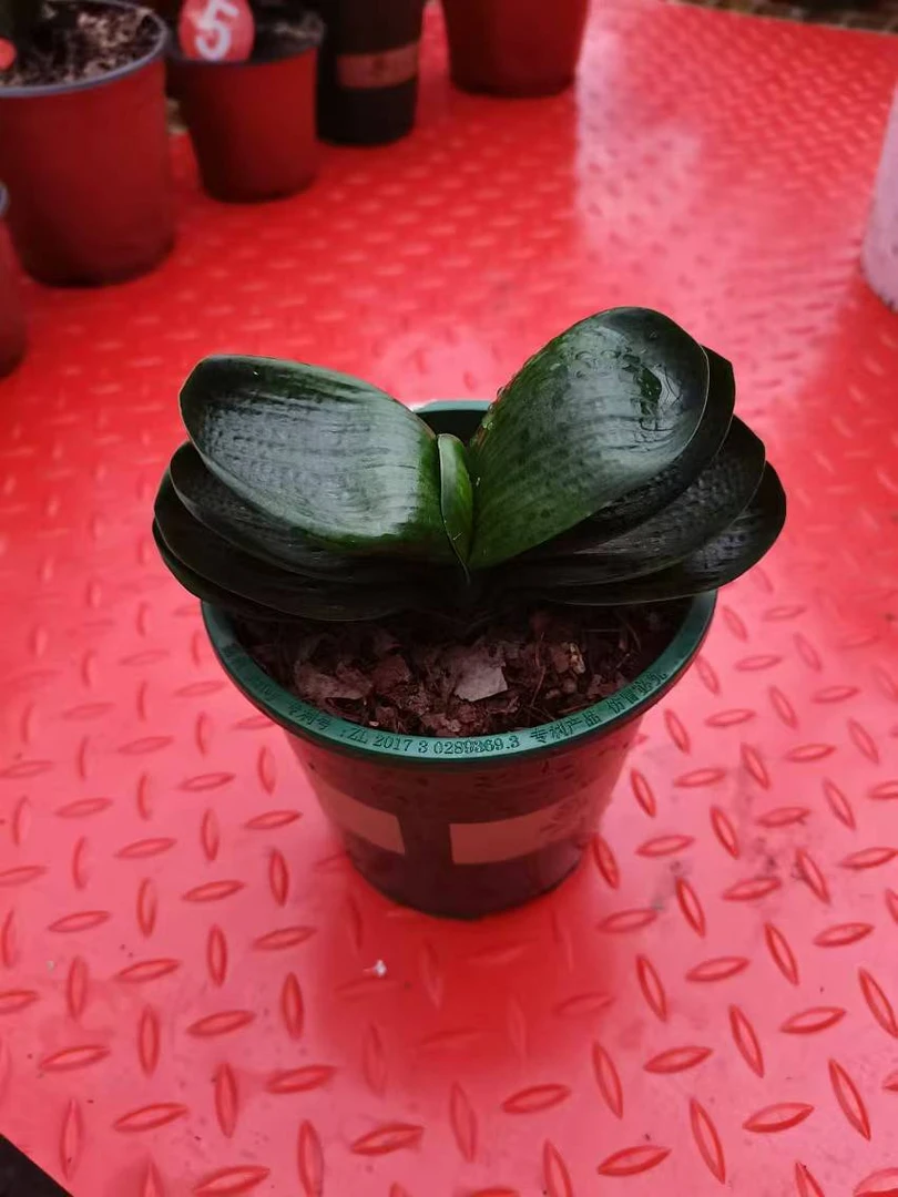 鸿豆豆黑珍珠一物一拍