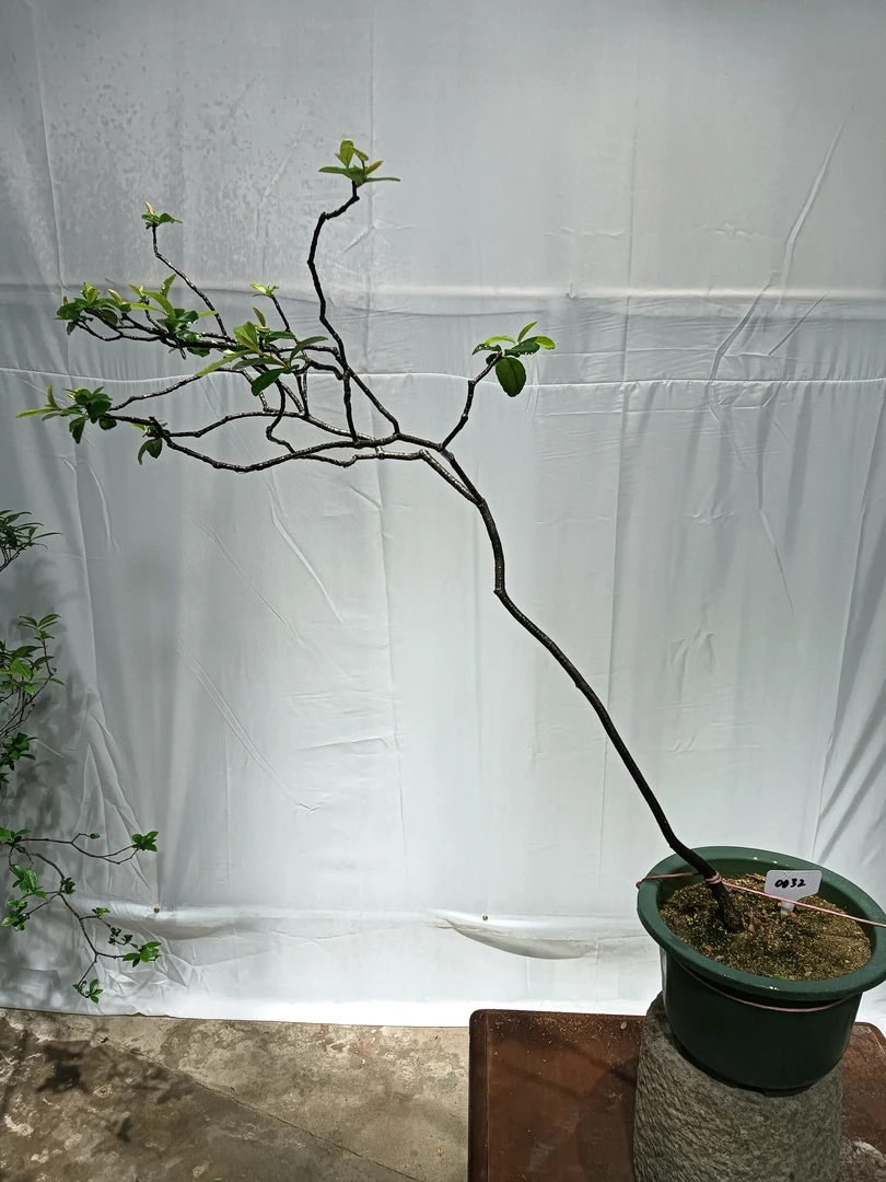 海岛春花小货熟桩