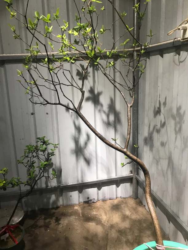 海岛春花中等货熟桩