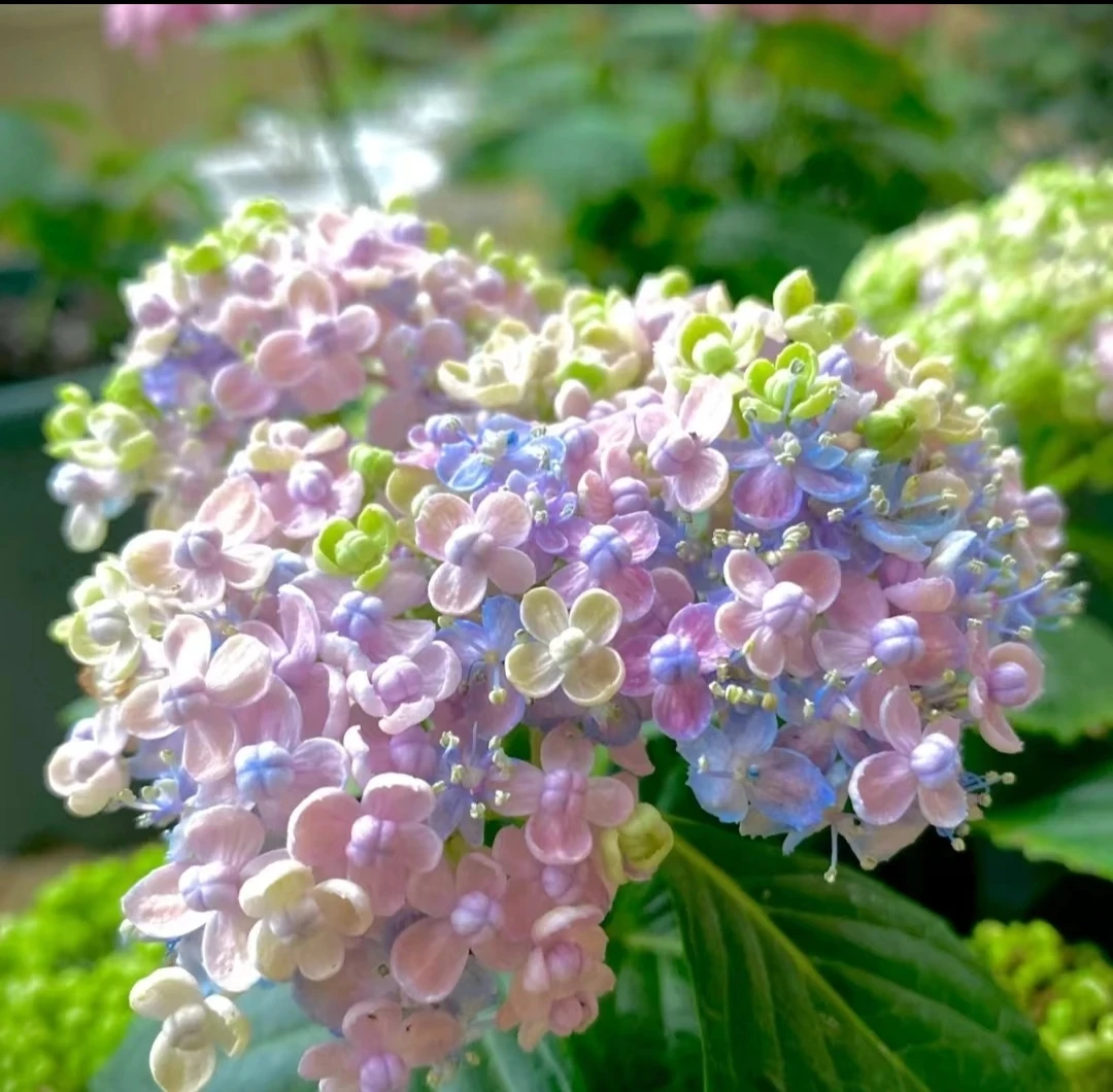 《有松》露天绣球花大冠幅室外阳台花园庭院花卉植物