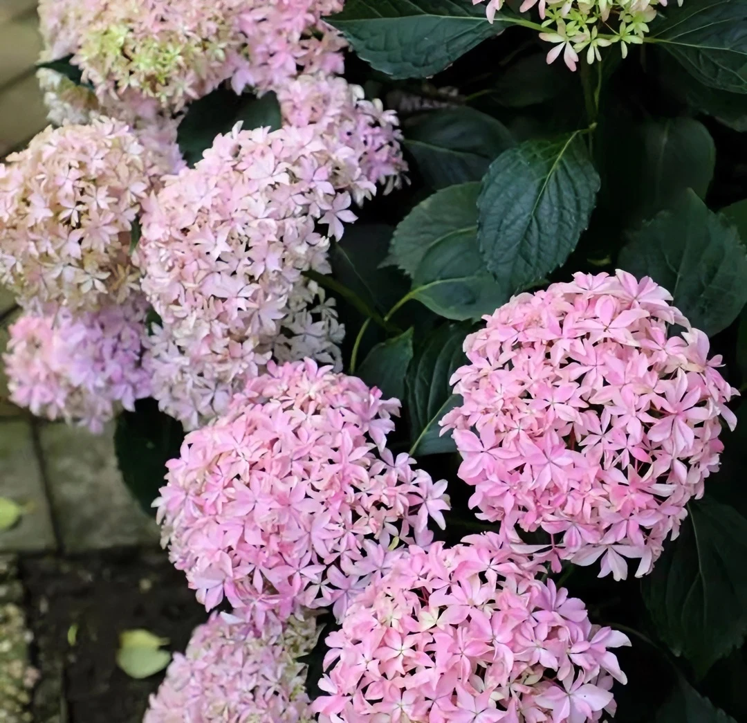 《灵感》露天绣球花5加仑大苗不带花原盆原土花园别墅庭院花卉盆栽