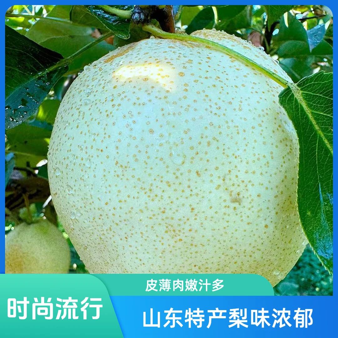 山东山农酥梨农场东北直发皮薄肉嫩汁多无渣耐储存不氧化4-6枚装