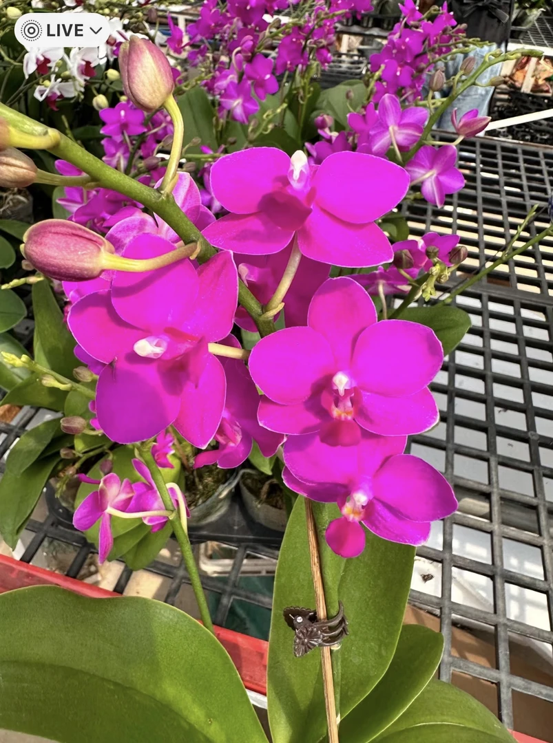 【紫葡萄】蝴蝶兰3.0寸原生种小花型 荧光紫红色 弱根无梗