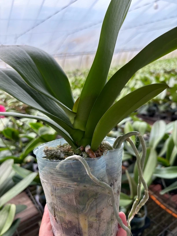 【大白V3】蝴蝶兰经典白色，仅是苗 无花无梗