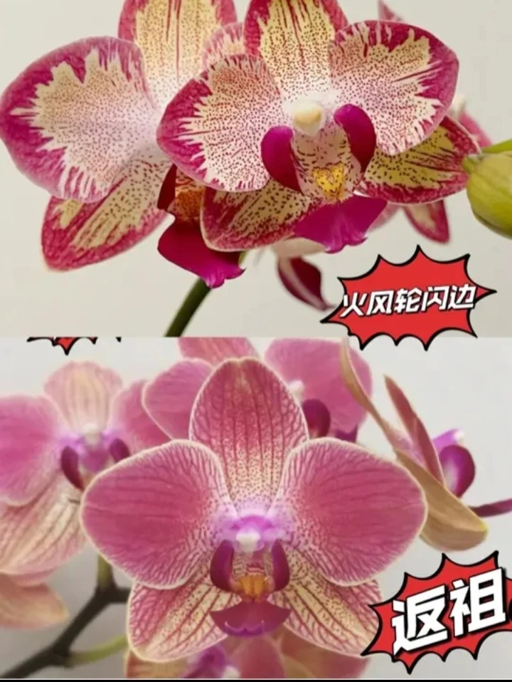 【风火轮】新品蝴蝶兰3.0寸 中型花带闪边 剪过春梗 易返祖 无梗