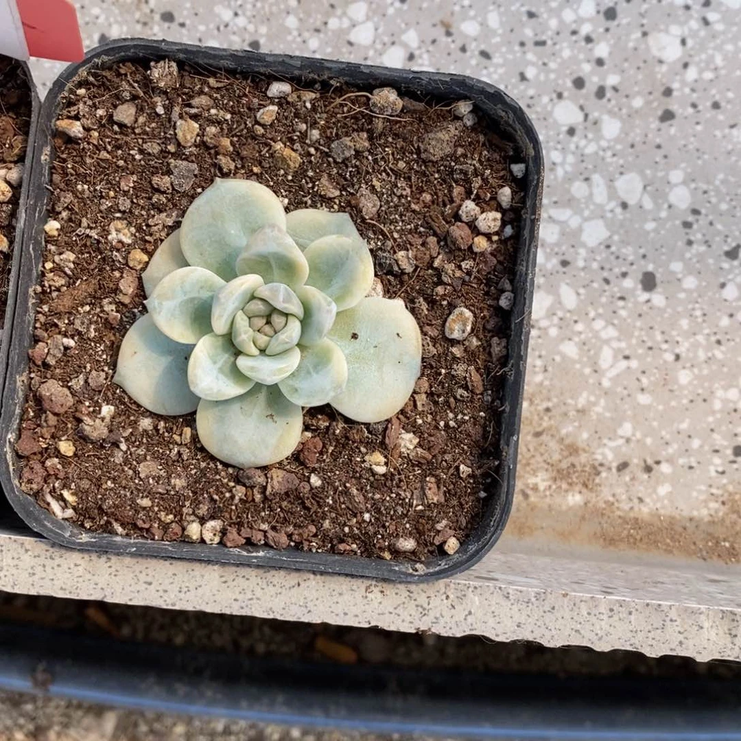 多肉植物1111111