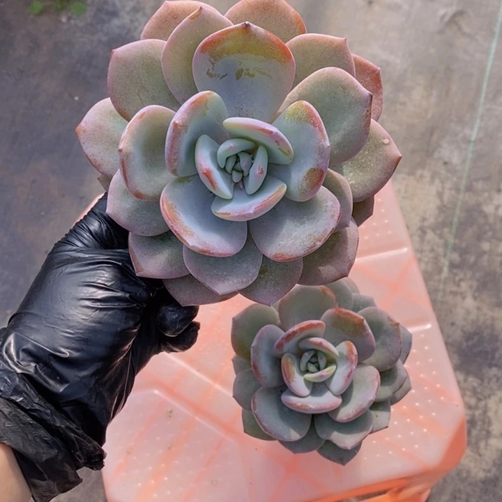 ?*奶茶1111111多肉