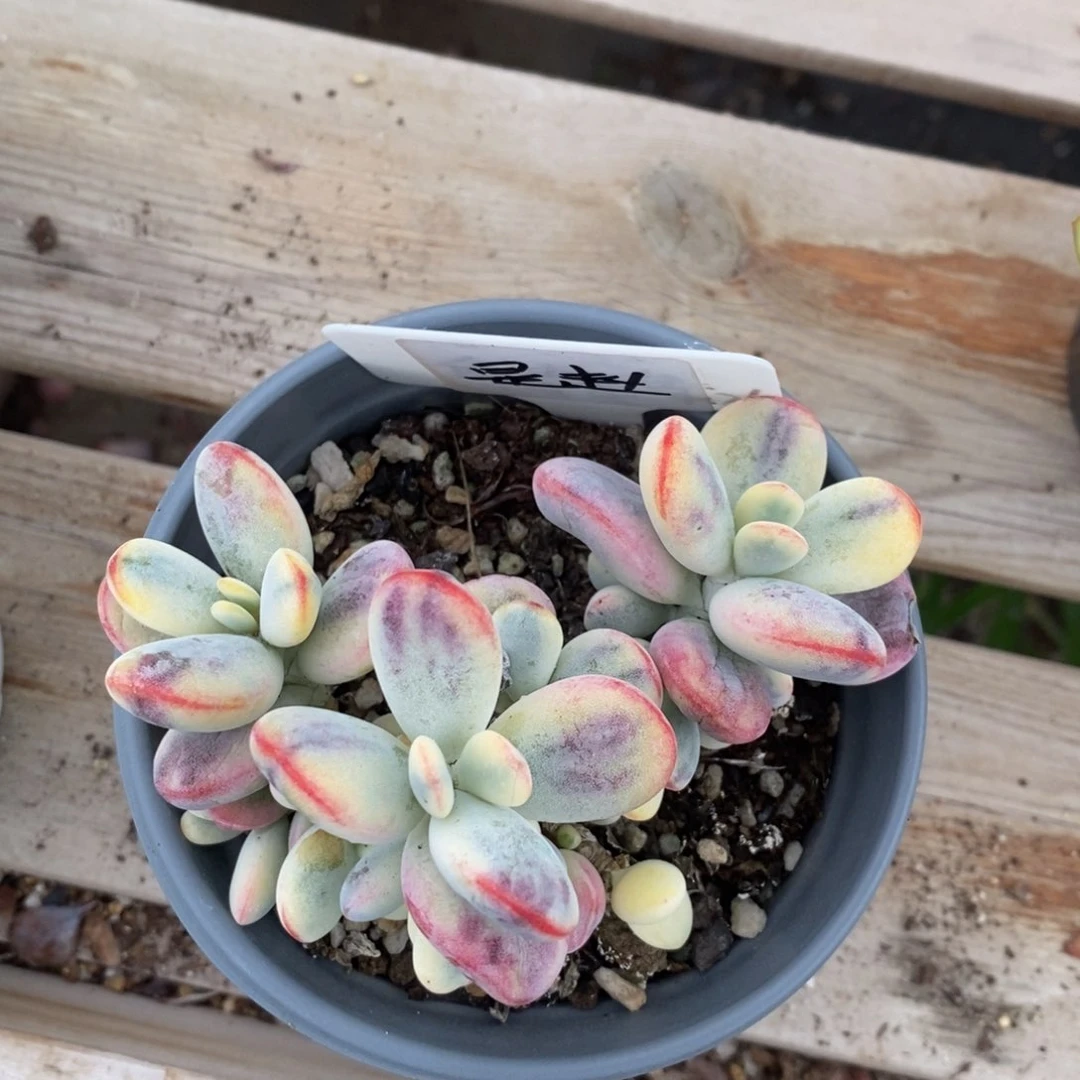 多肉植物，一物一拍。