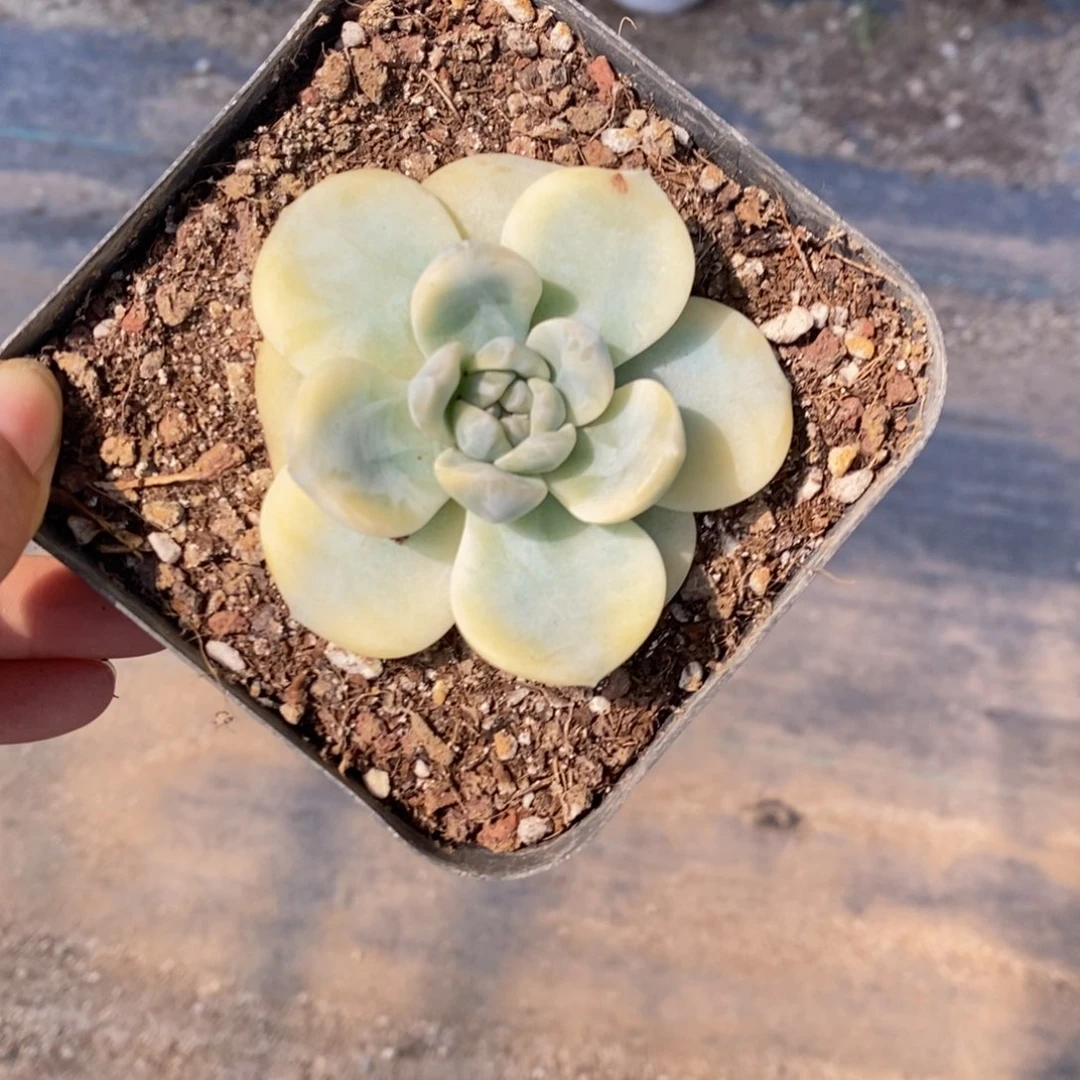 /****)多肉植物11111111111