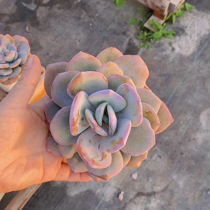 陌**华奶茶多肉11111111