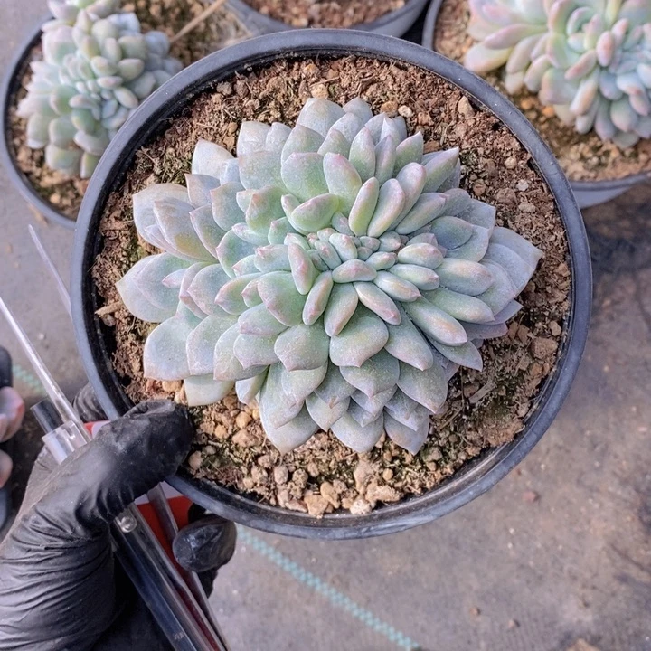 星影缀15厘米盆45包邮。