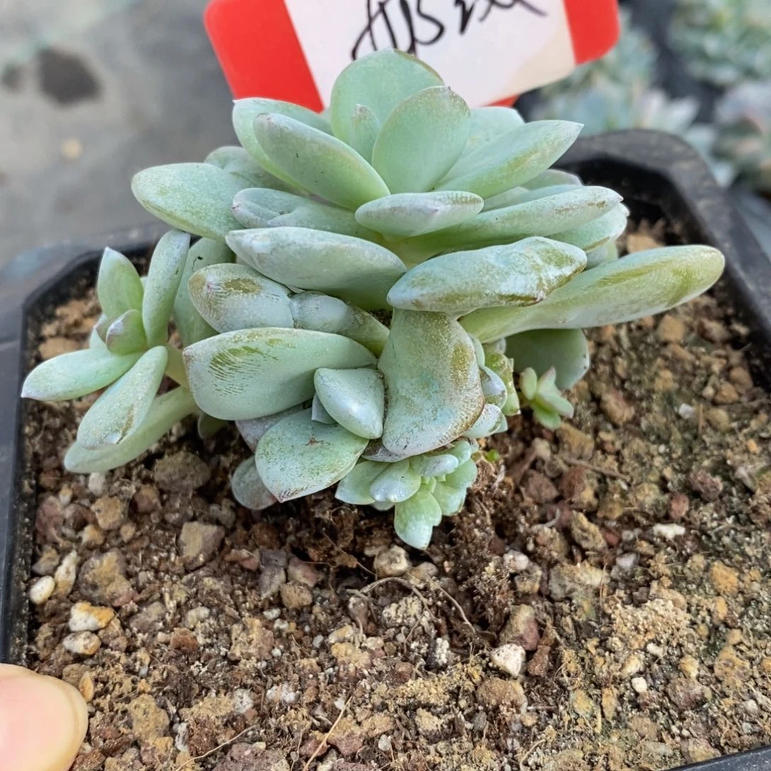 ?***?多肉植物1111111111