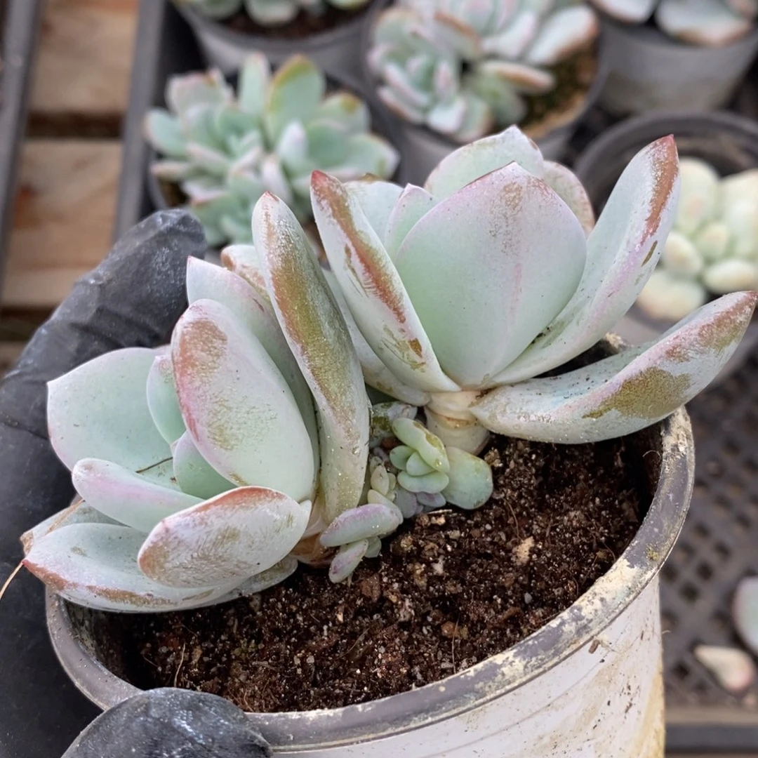 多肉植物8头一物一拍，