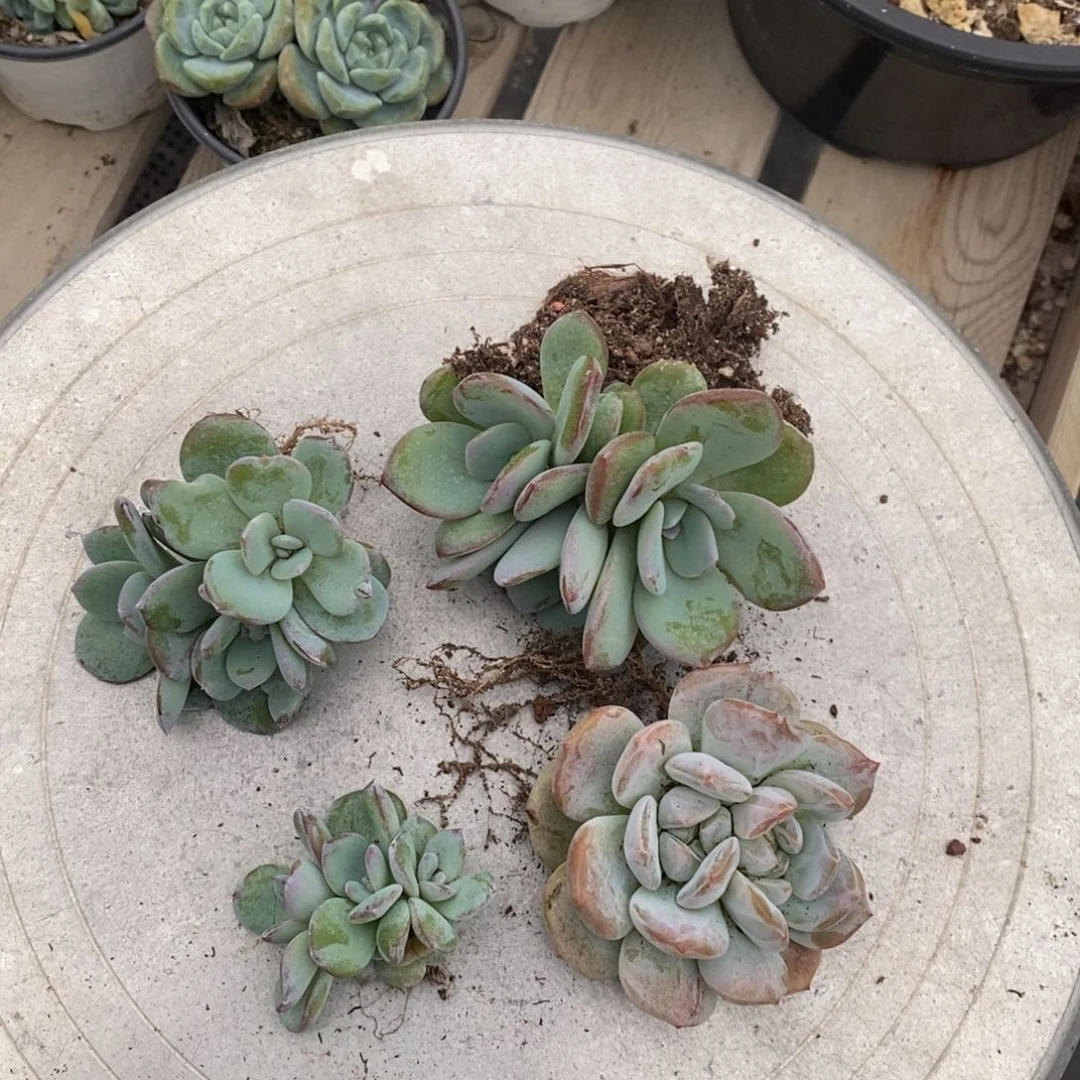特价套餐一组1一物一拍。