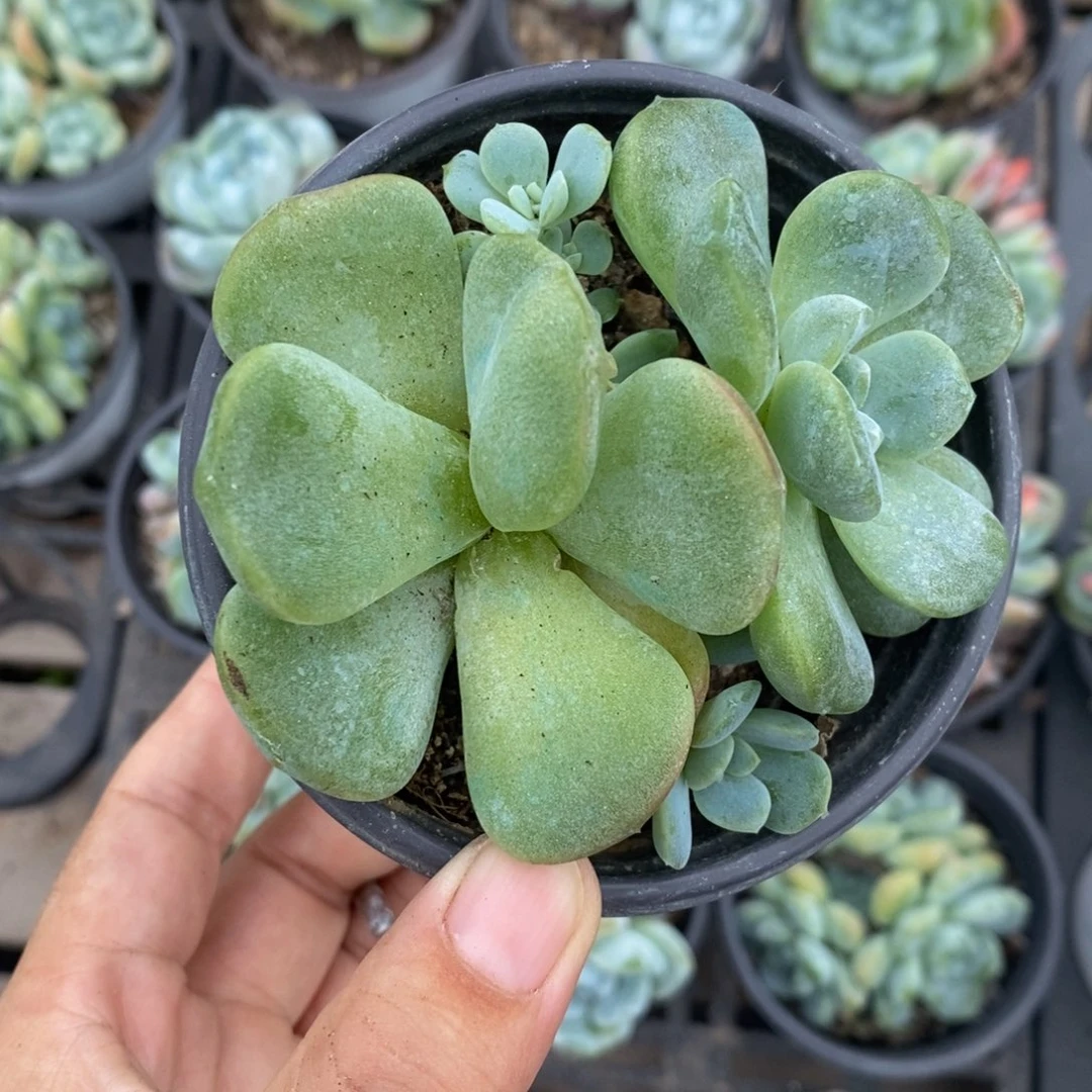 翡翠冰玉7头，变异无心，一物一拍。