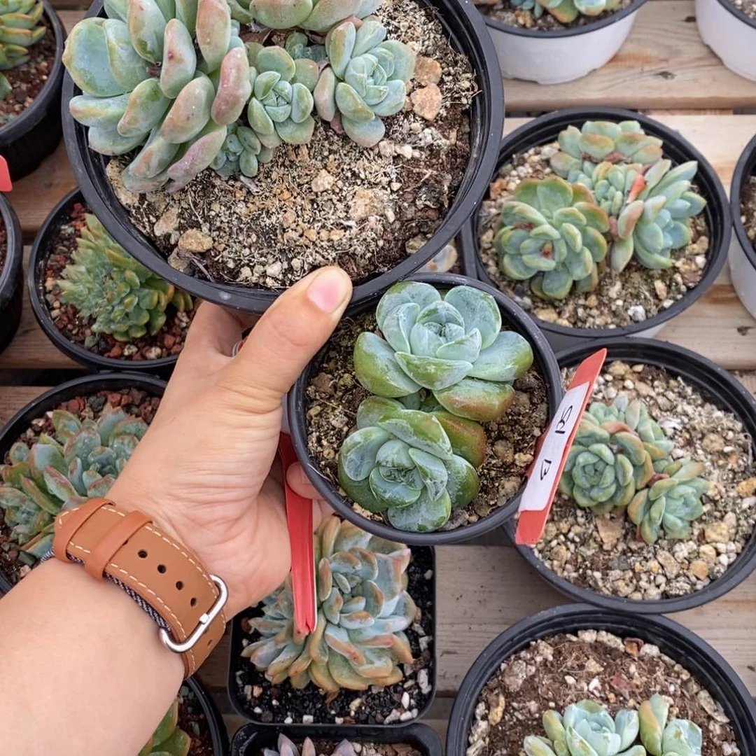 s*多肉植物一物一拍2