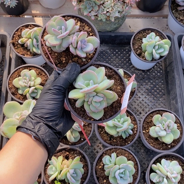 一*鱼奶茶多肉1111111111