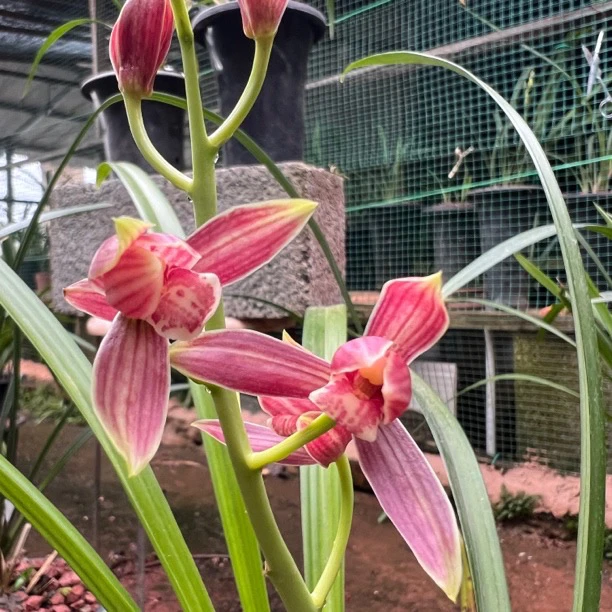花仙子兰苑，秋榜兰花，花卉绿植，盆栽盆景。
